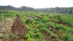 Orto Eut-orto in via Ardeatina a Roma